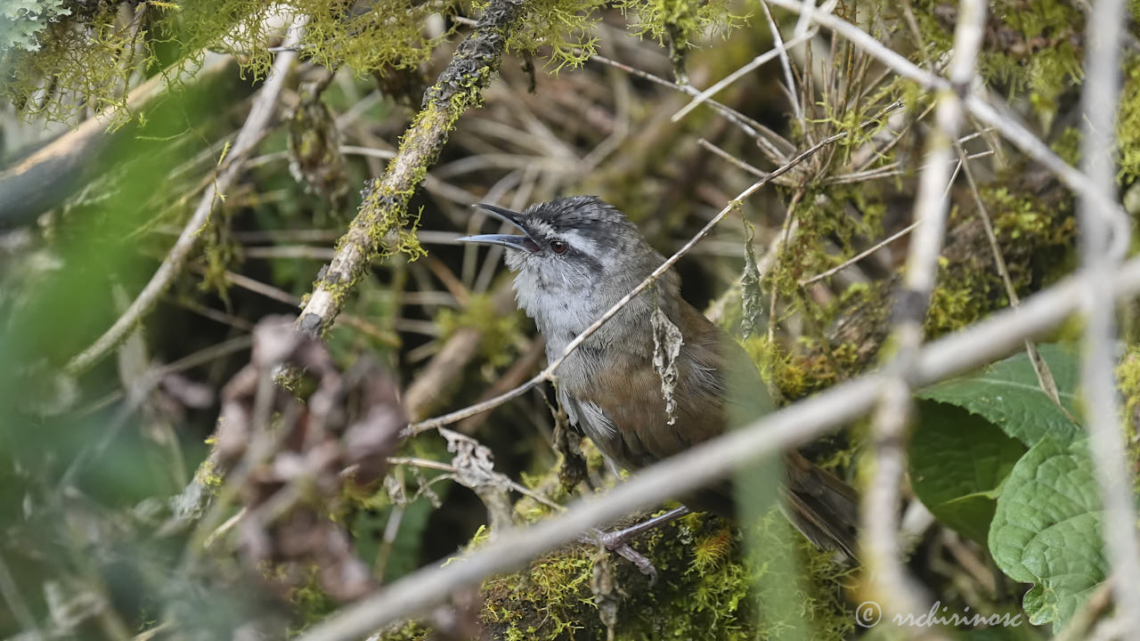 Gray-browed wren
