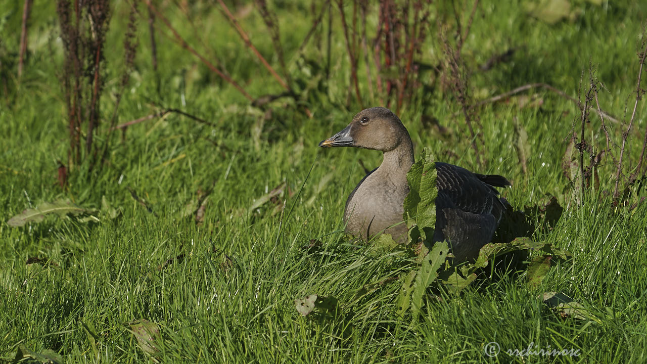 Tundra bean goose