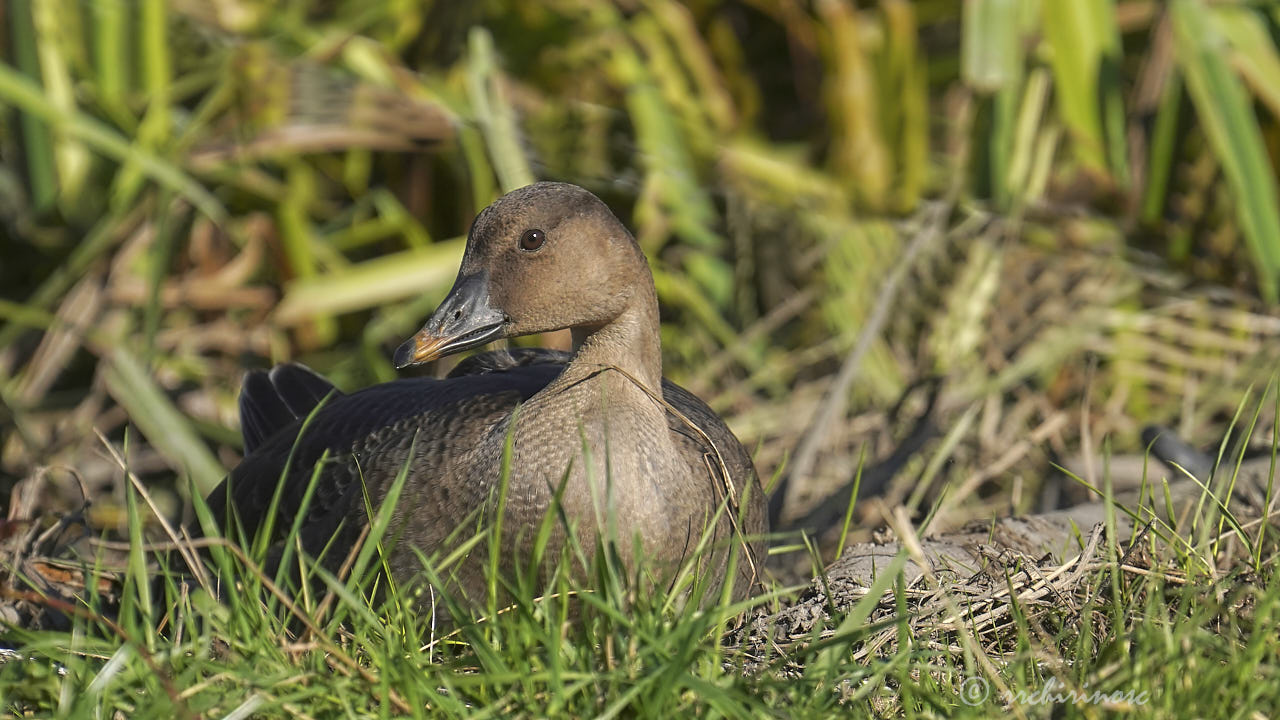 Tundra bean goose