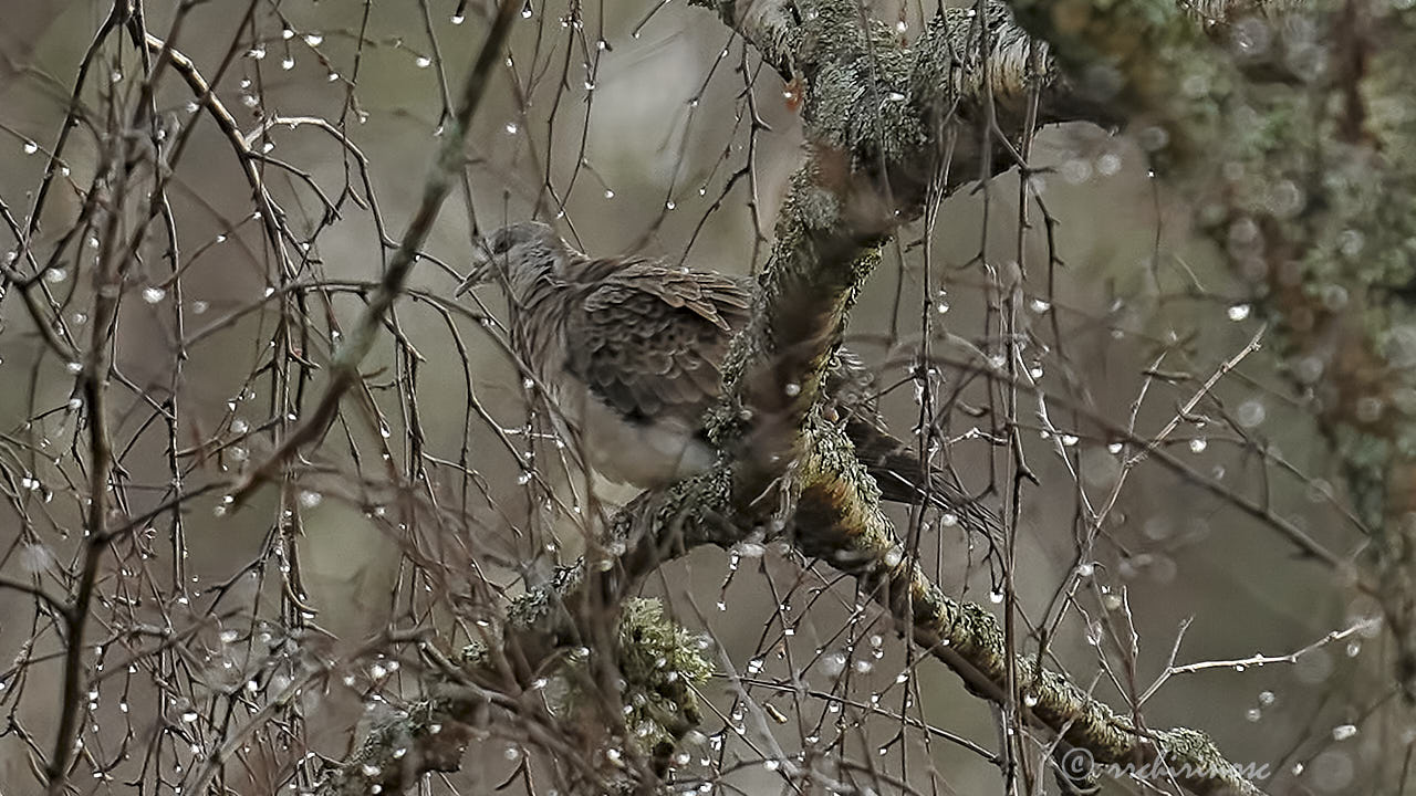 Oriental turtle dove