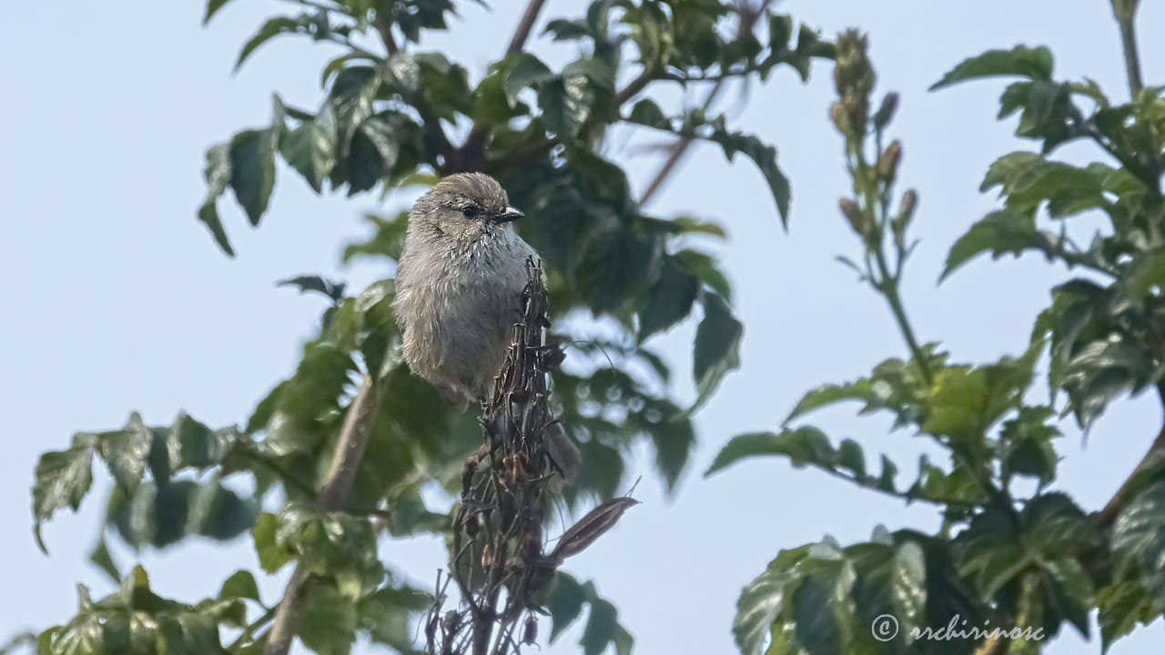 American bushtit