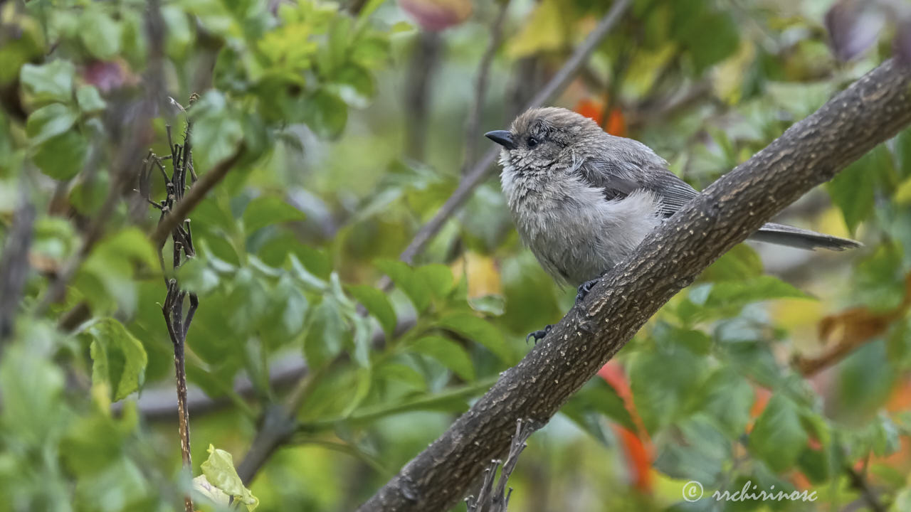 American bushtit