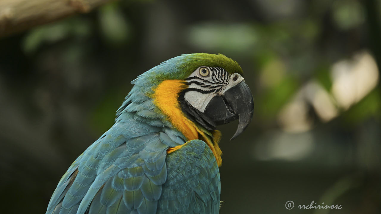 Blue-and-yellow macaw