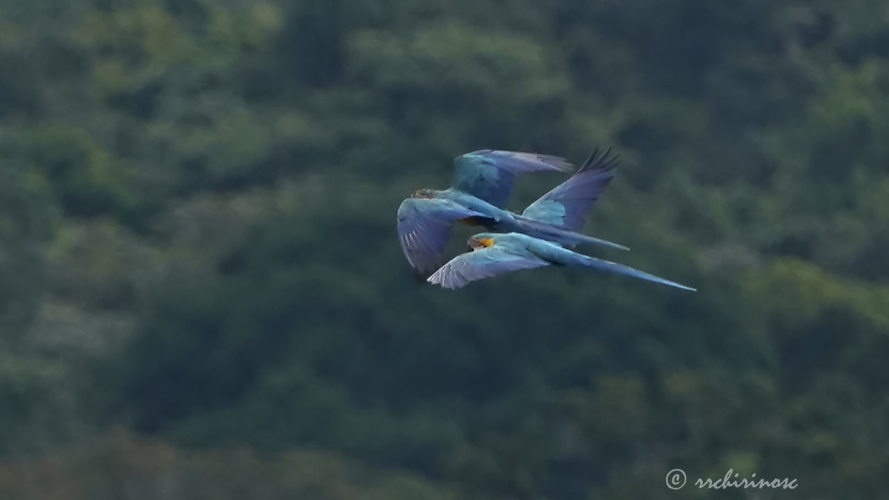 Blue-and-yellow macaw