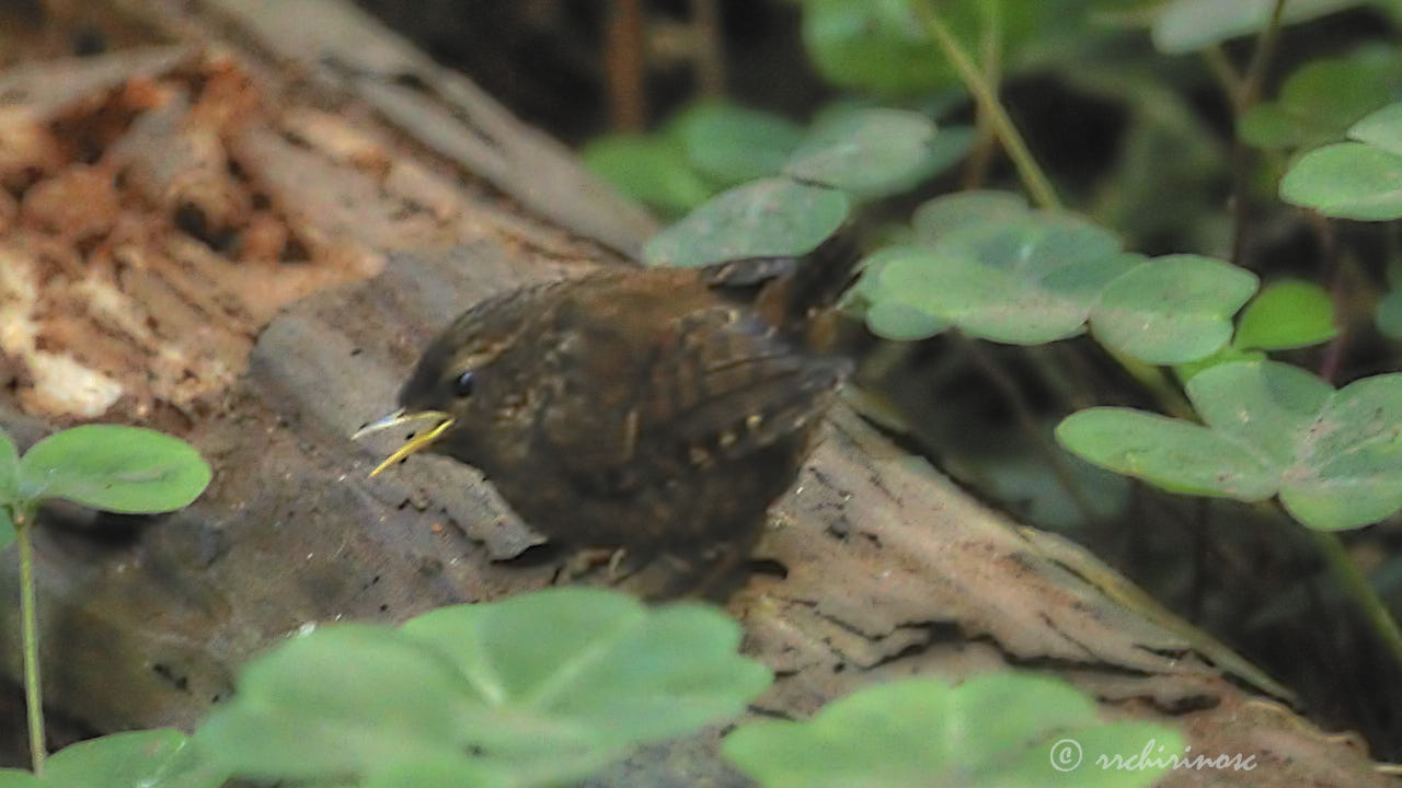 Pacific wren