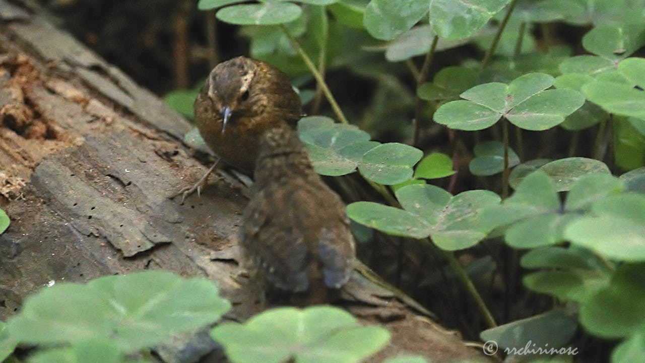 Pacific wren