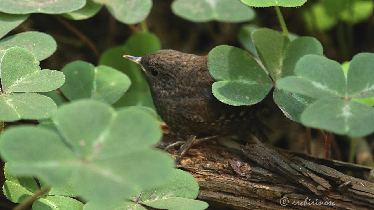 Pacific wren