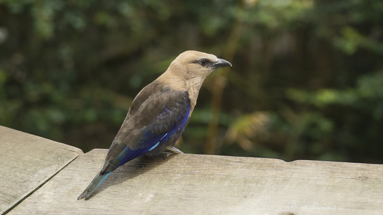 Blue-bellied roller