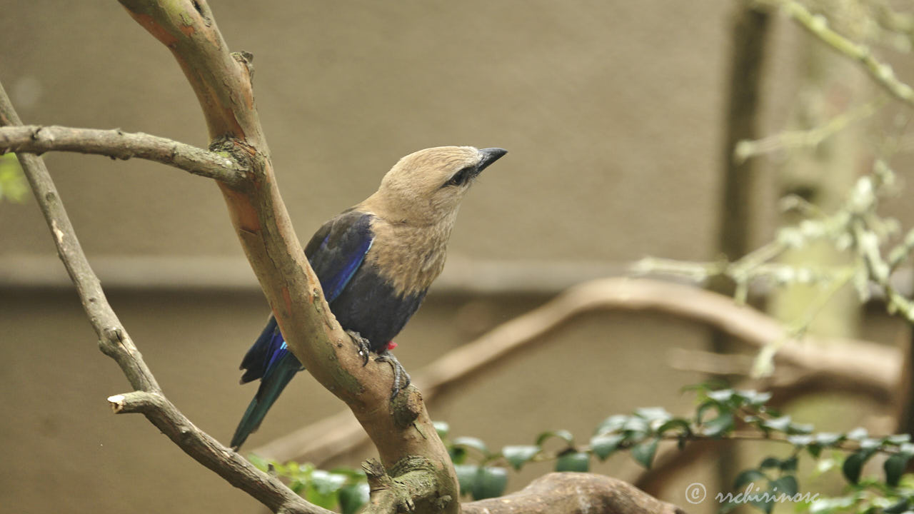 Blue-bellied roller