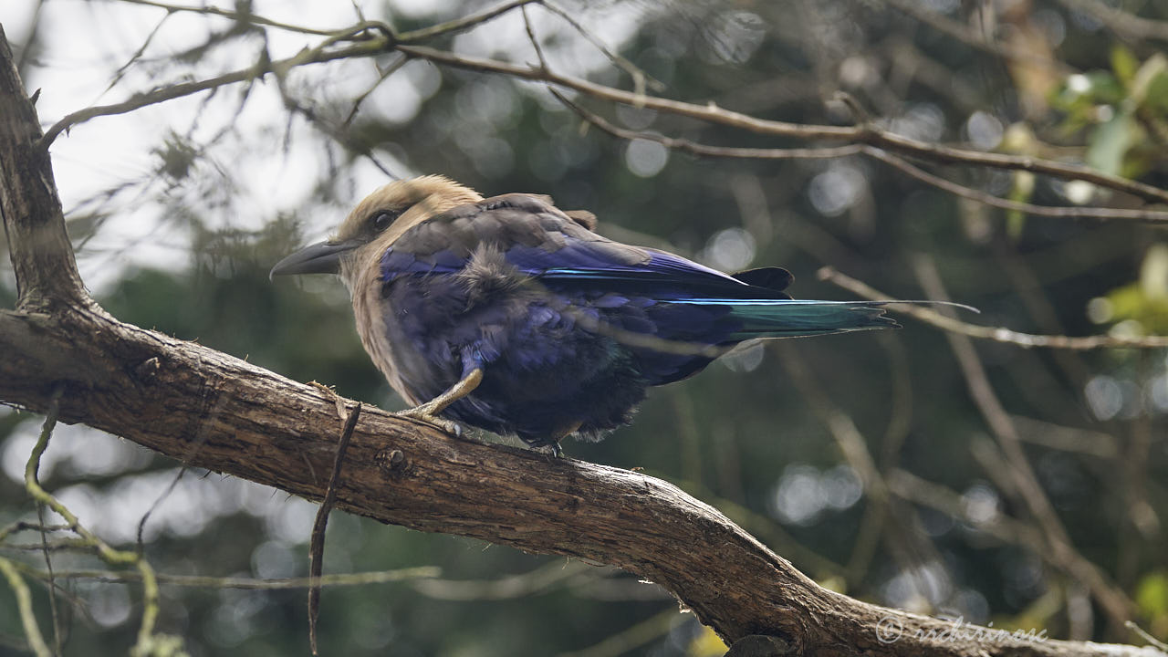 Blue-bellied roller