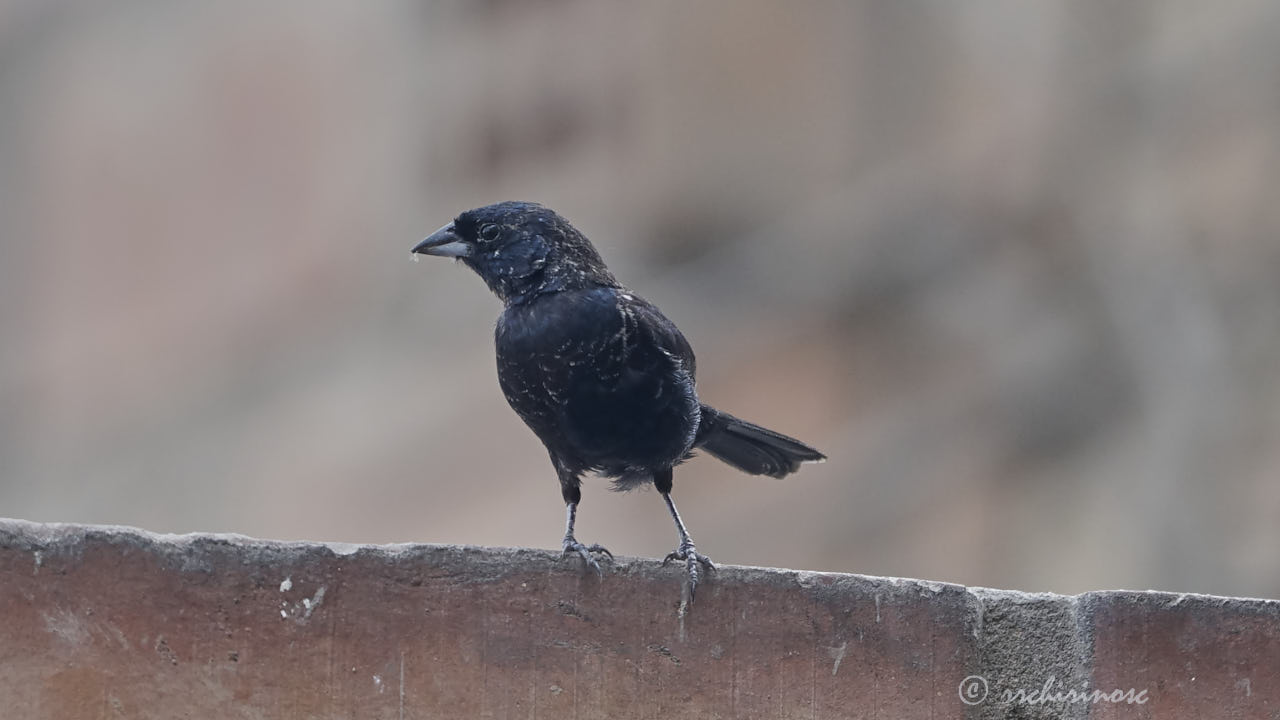 Blue-black grassquit