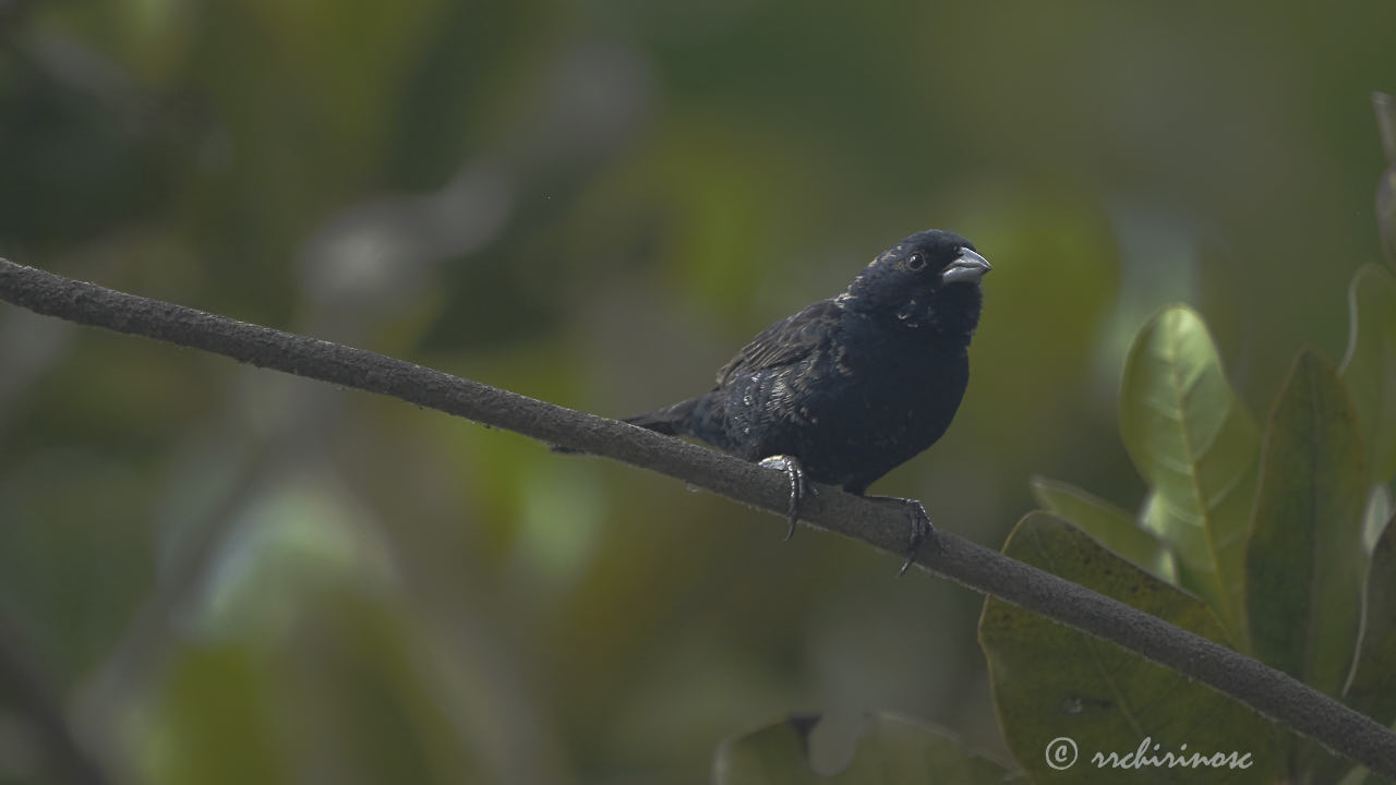 Blue-black grassquit