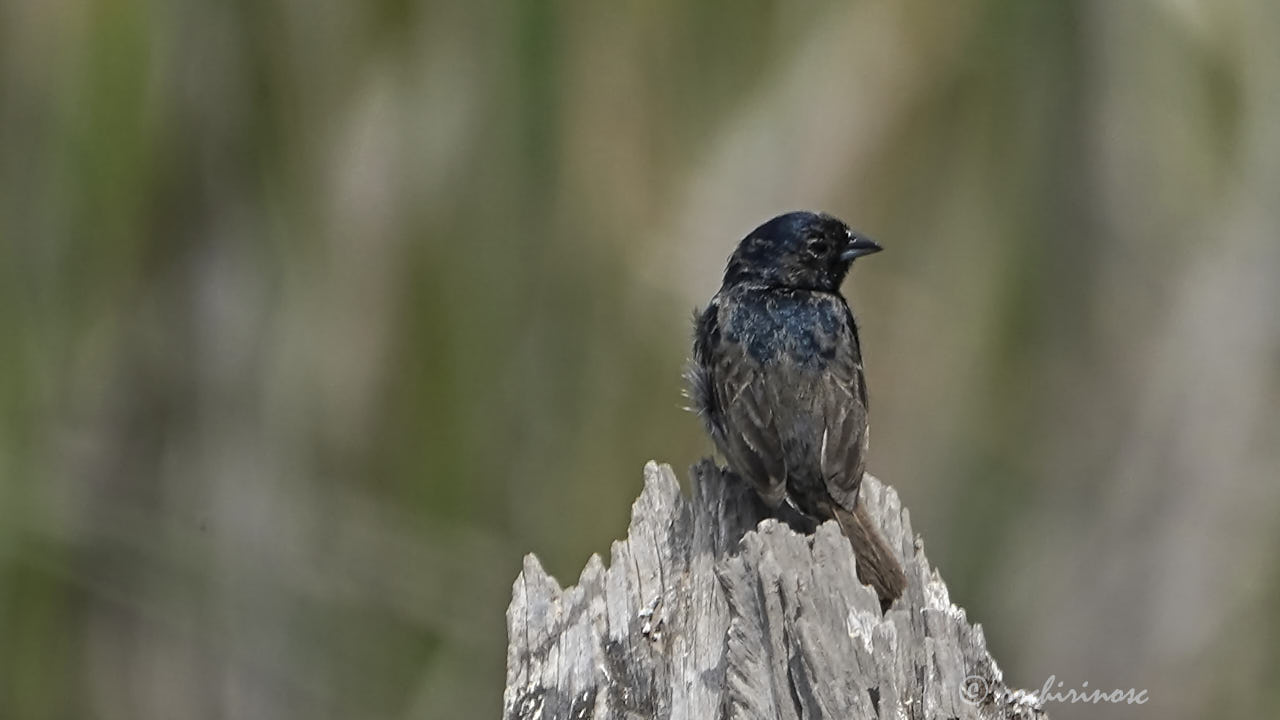 Blue-black grassquit