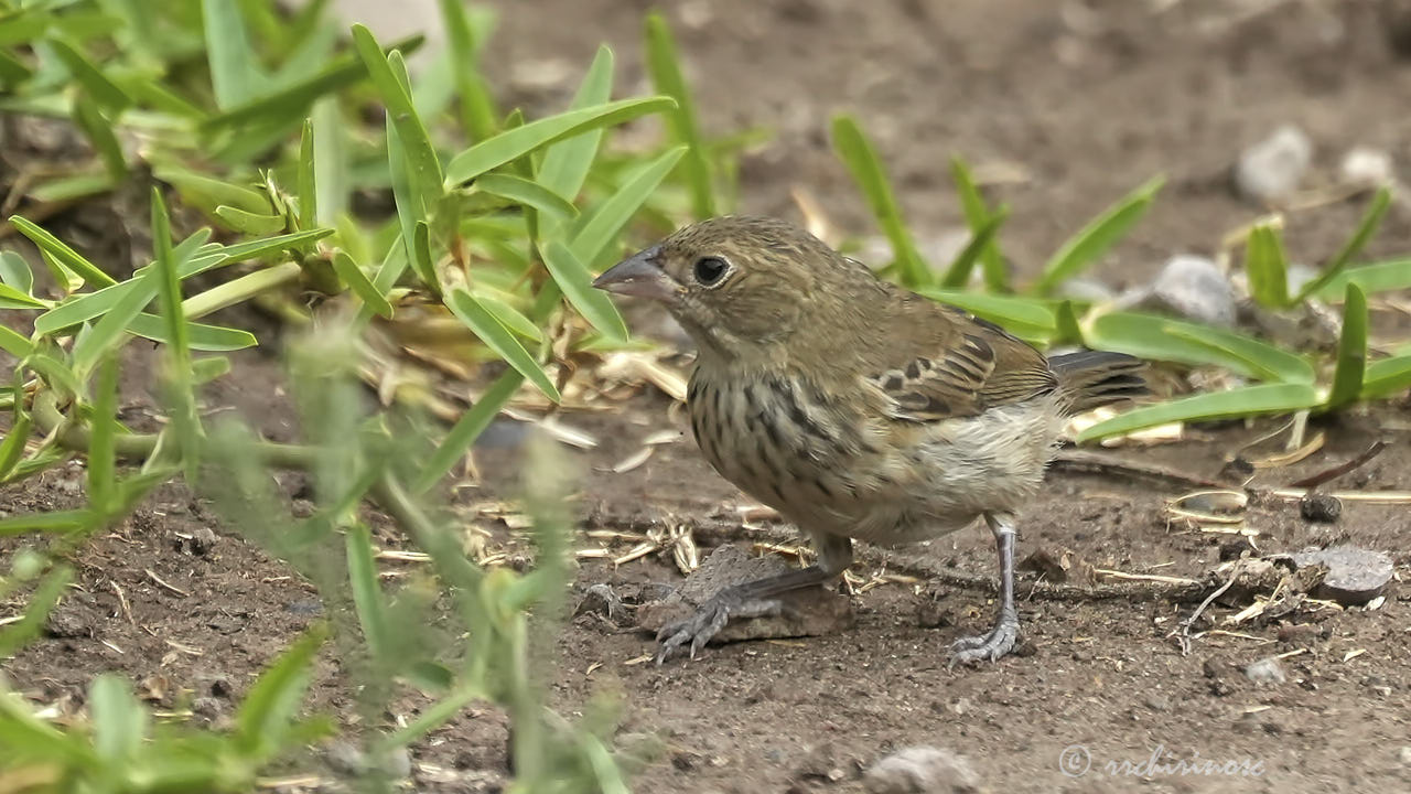 Blue-black grassquit