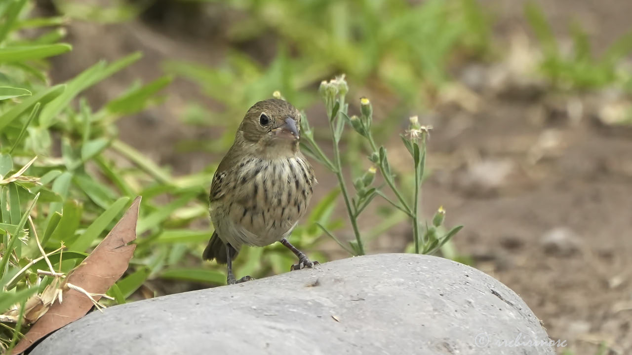 Blue-black grassquit