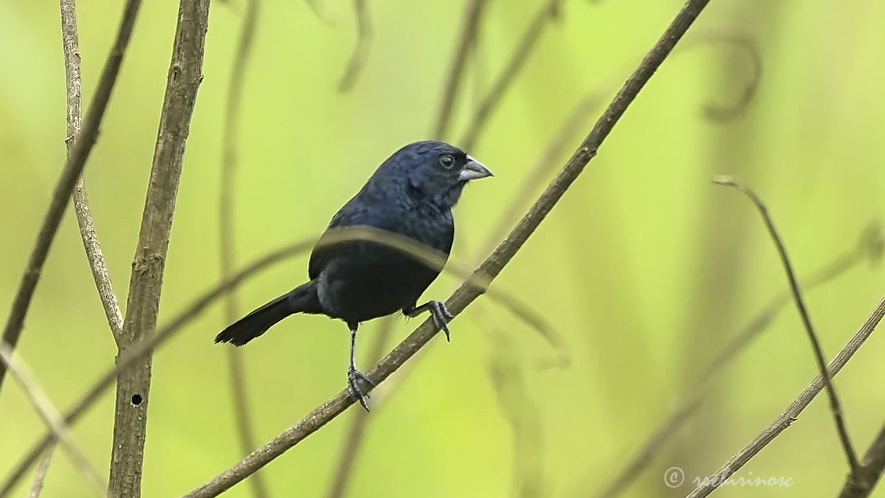 Blue-black grassquit