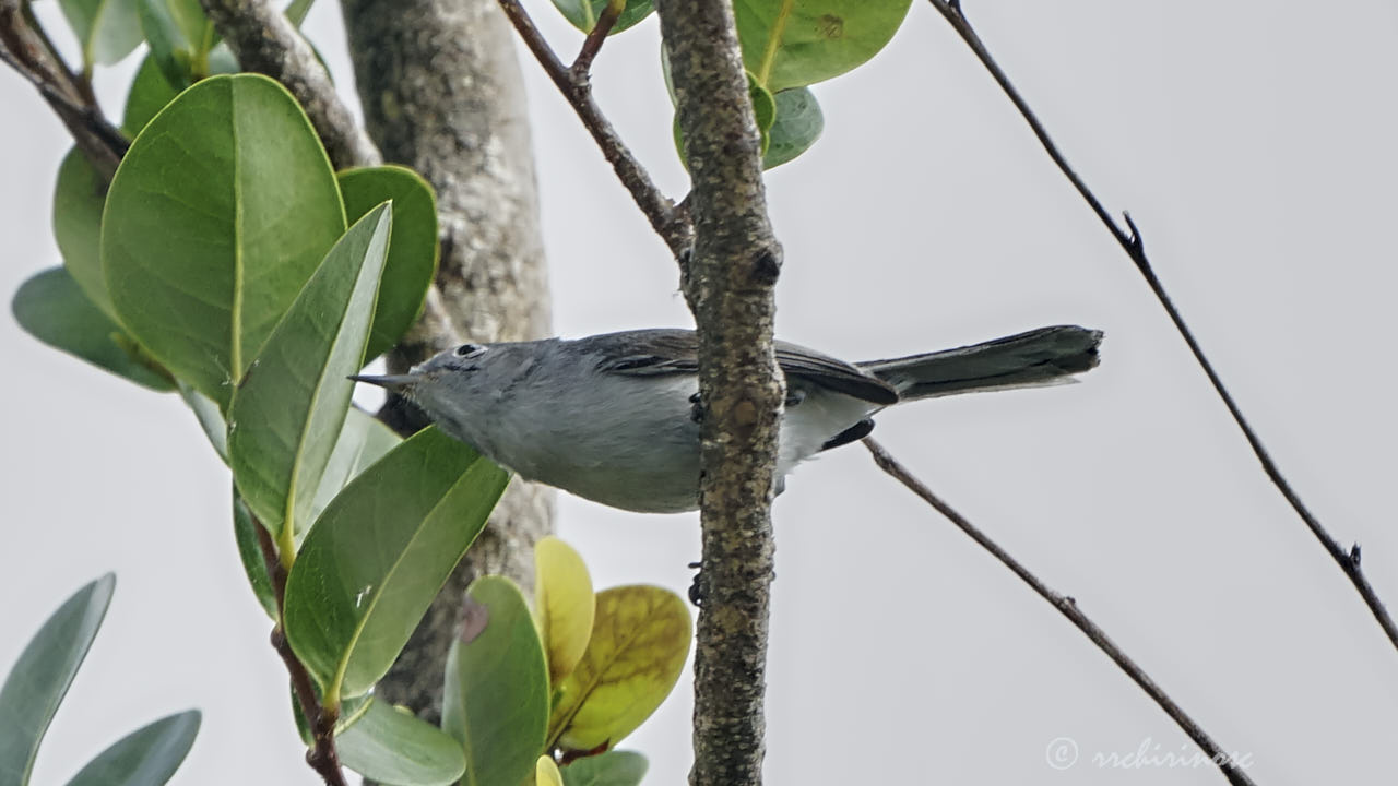 Blue-grey gnatcatcher