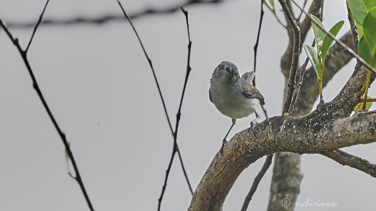 Blue-grey gnatcatcher