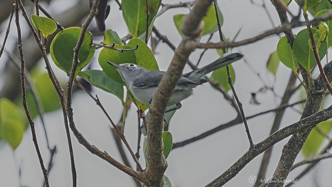 Blue-grey gnatcatcher