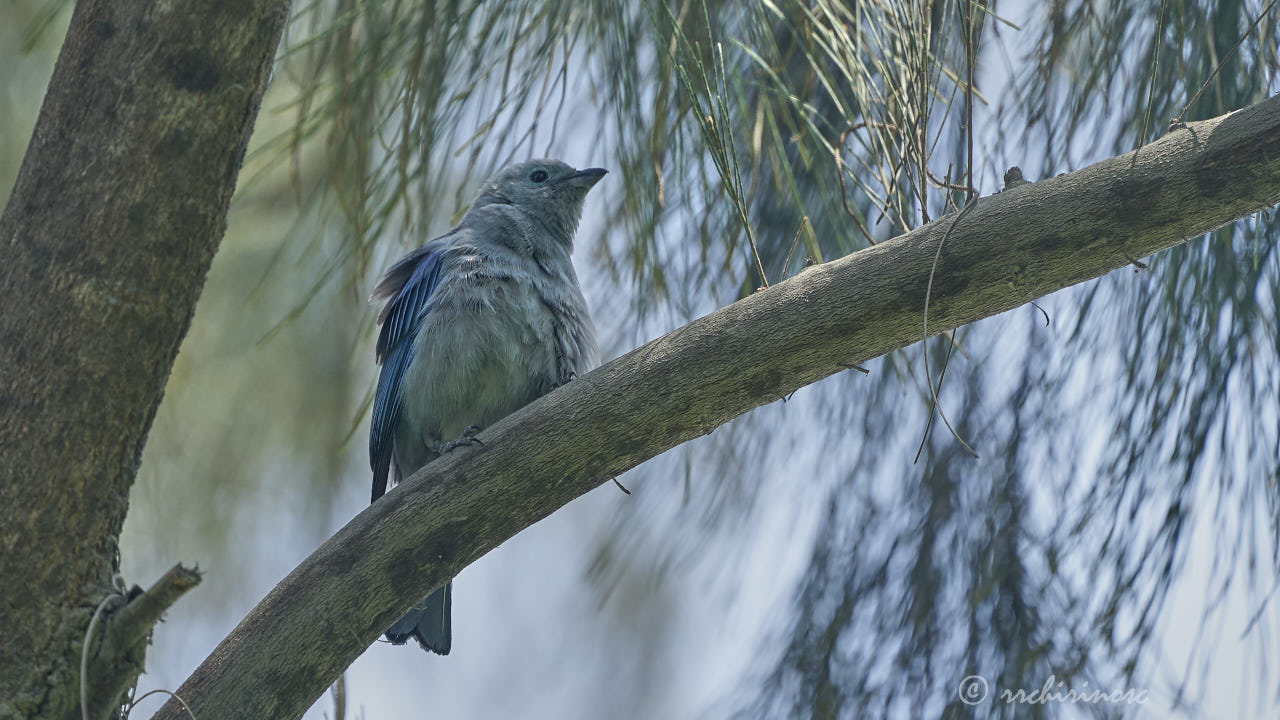 Blue-grey tanager