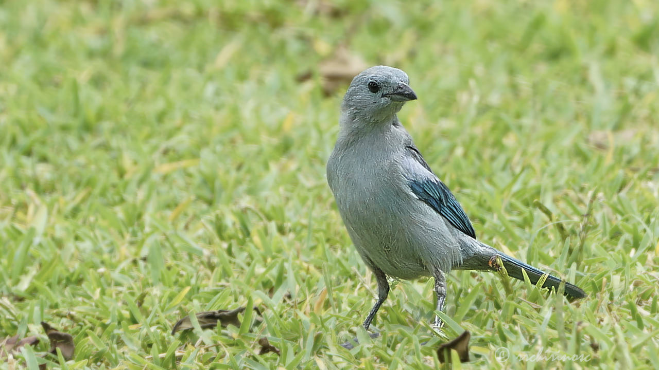 Blue-grey tanager