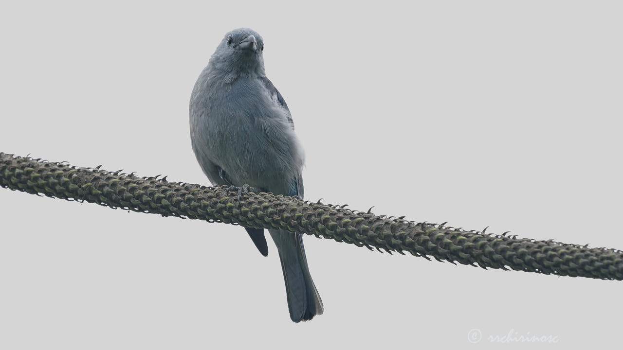 Blue-grey tanager