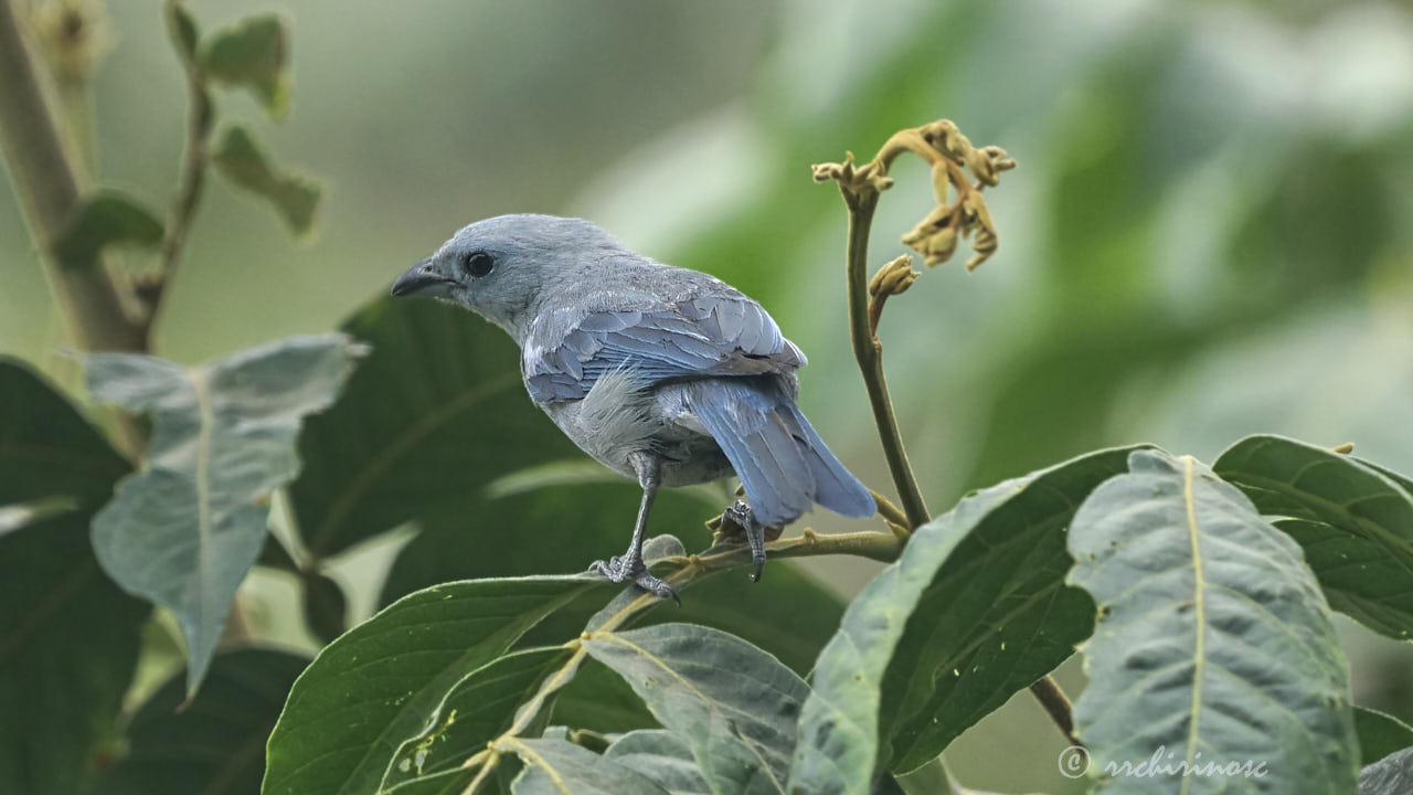 Blue-grey tanager