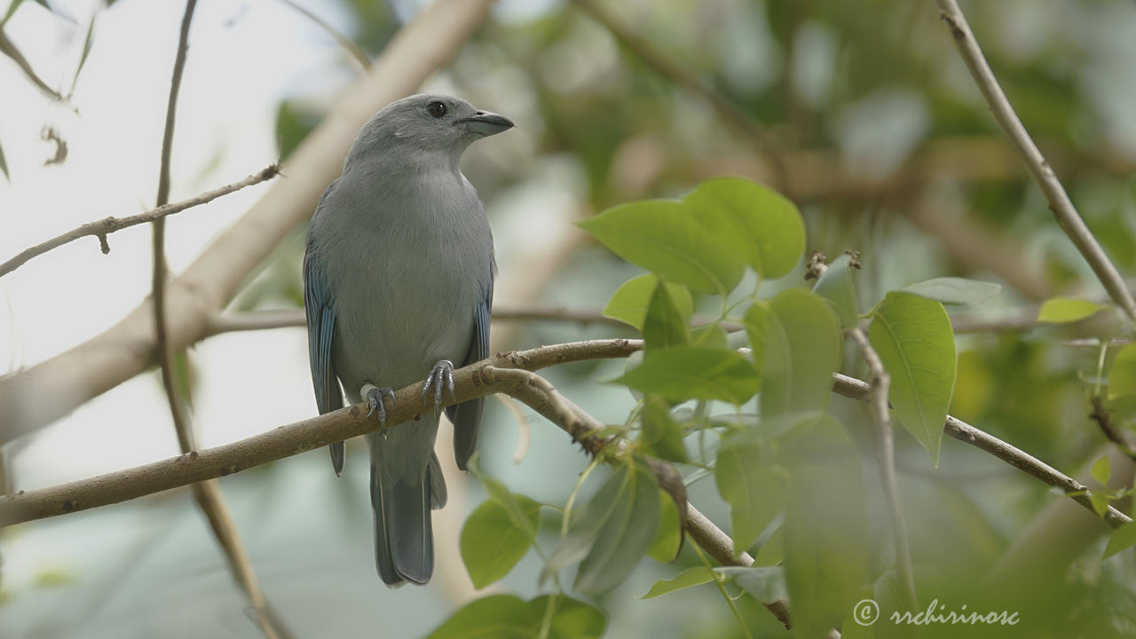 Blue-grey tanager