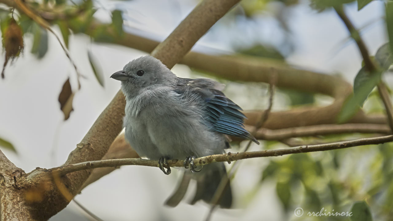 Blue-grey tanager