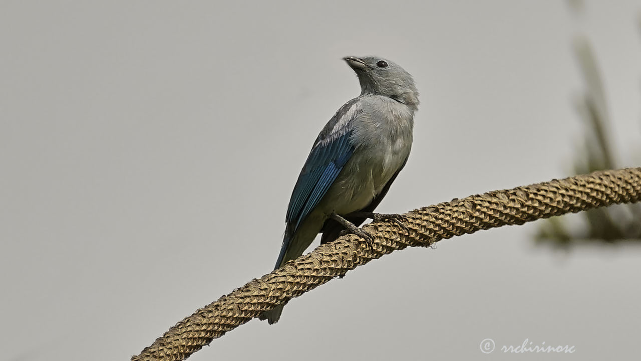 Blue-grey tanager