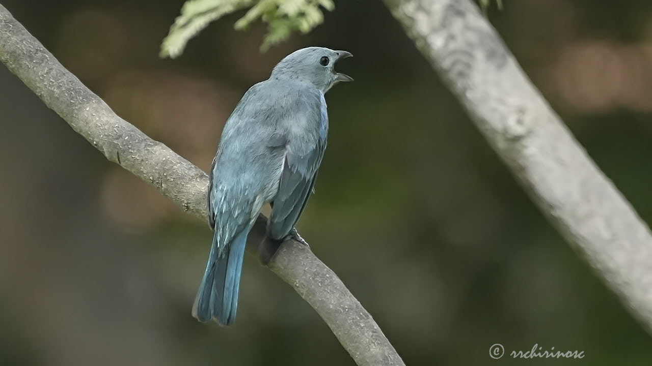 Blue-grey tanager