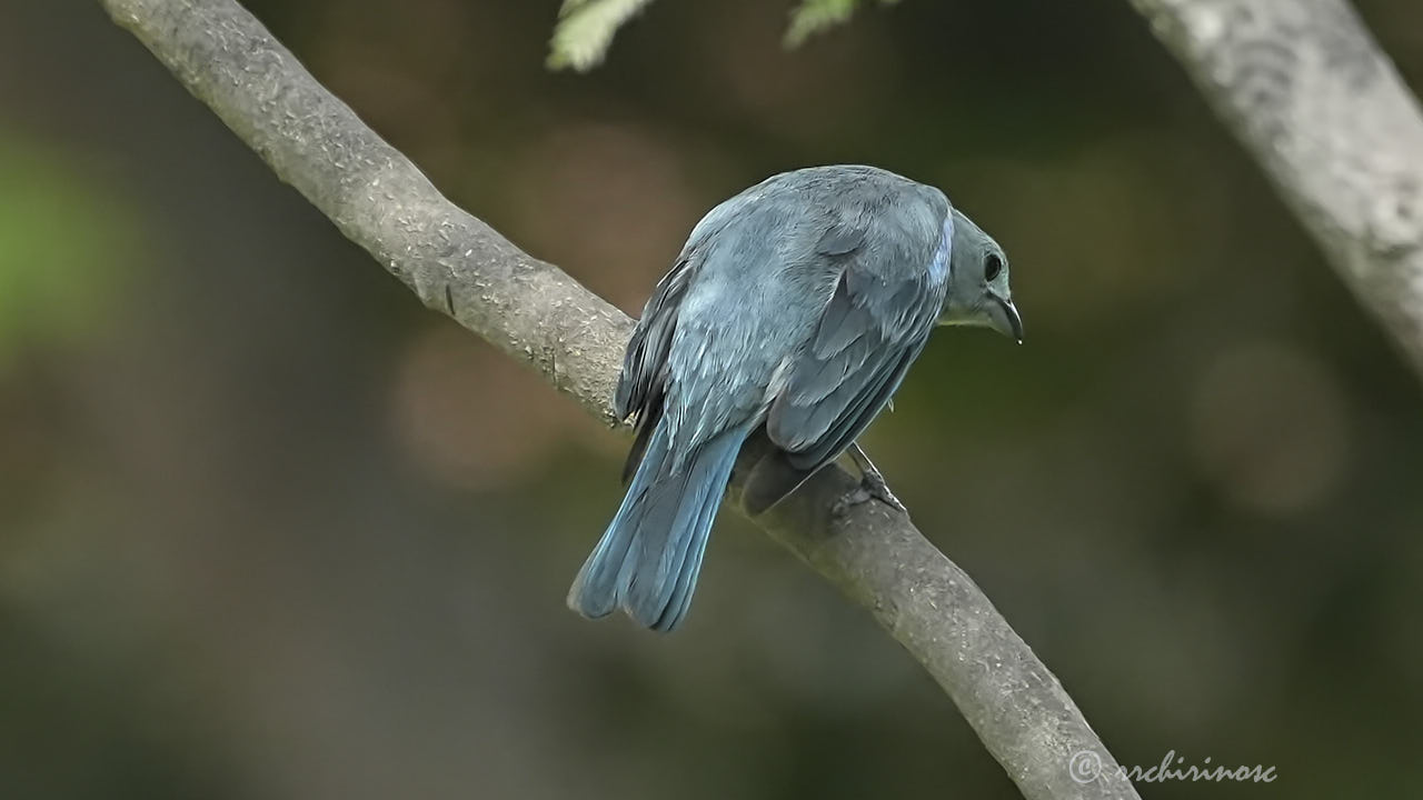 Blue-grey tanager