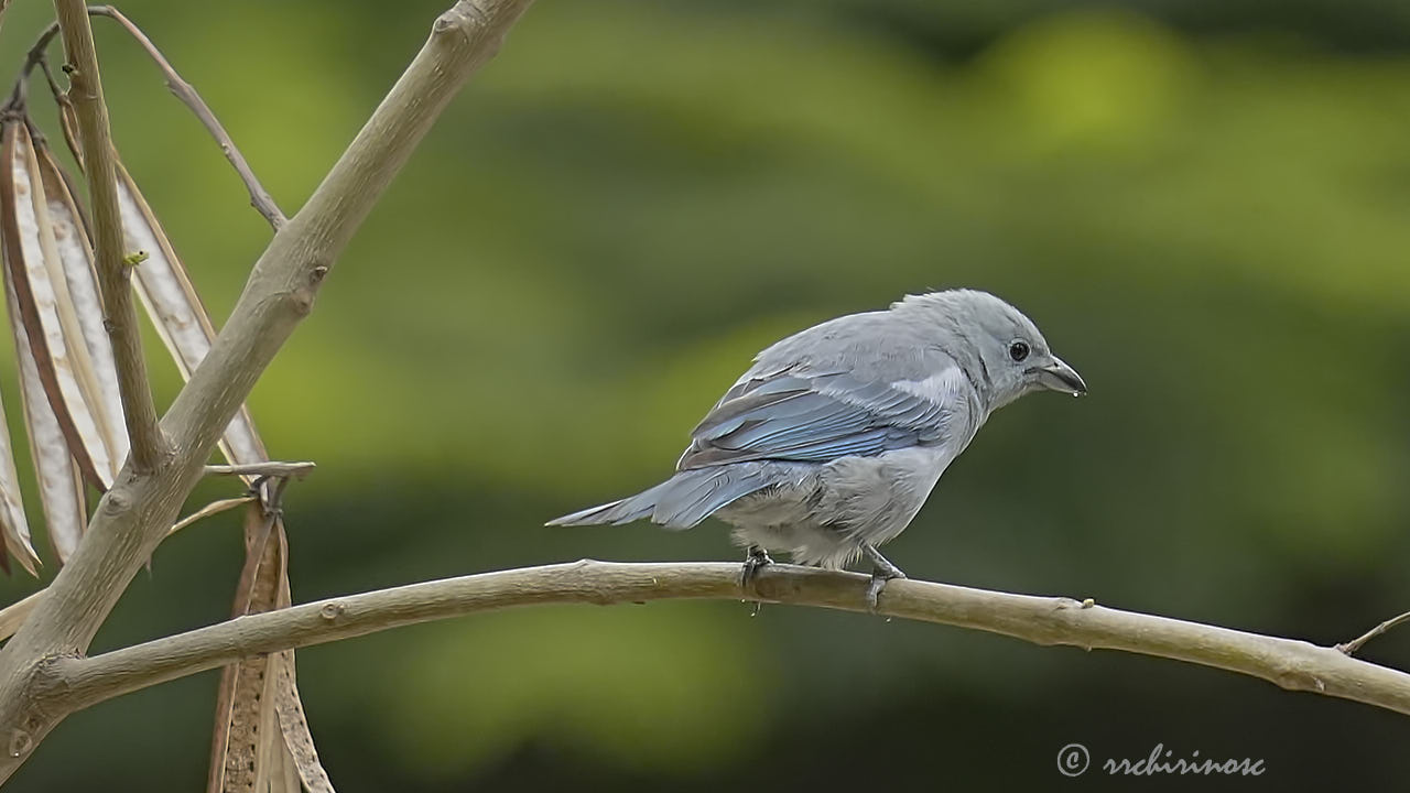 Blue-grey tanager
