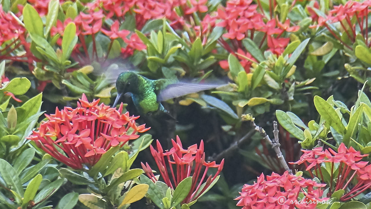 Blue-tailed emerald hummingbird