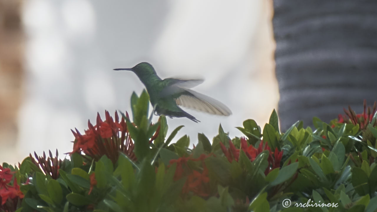 Blue-tailed emerald hummingbird