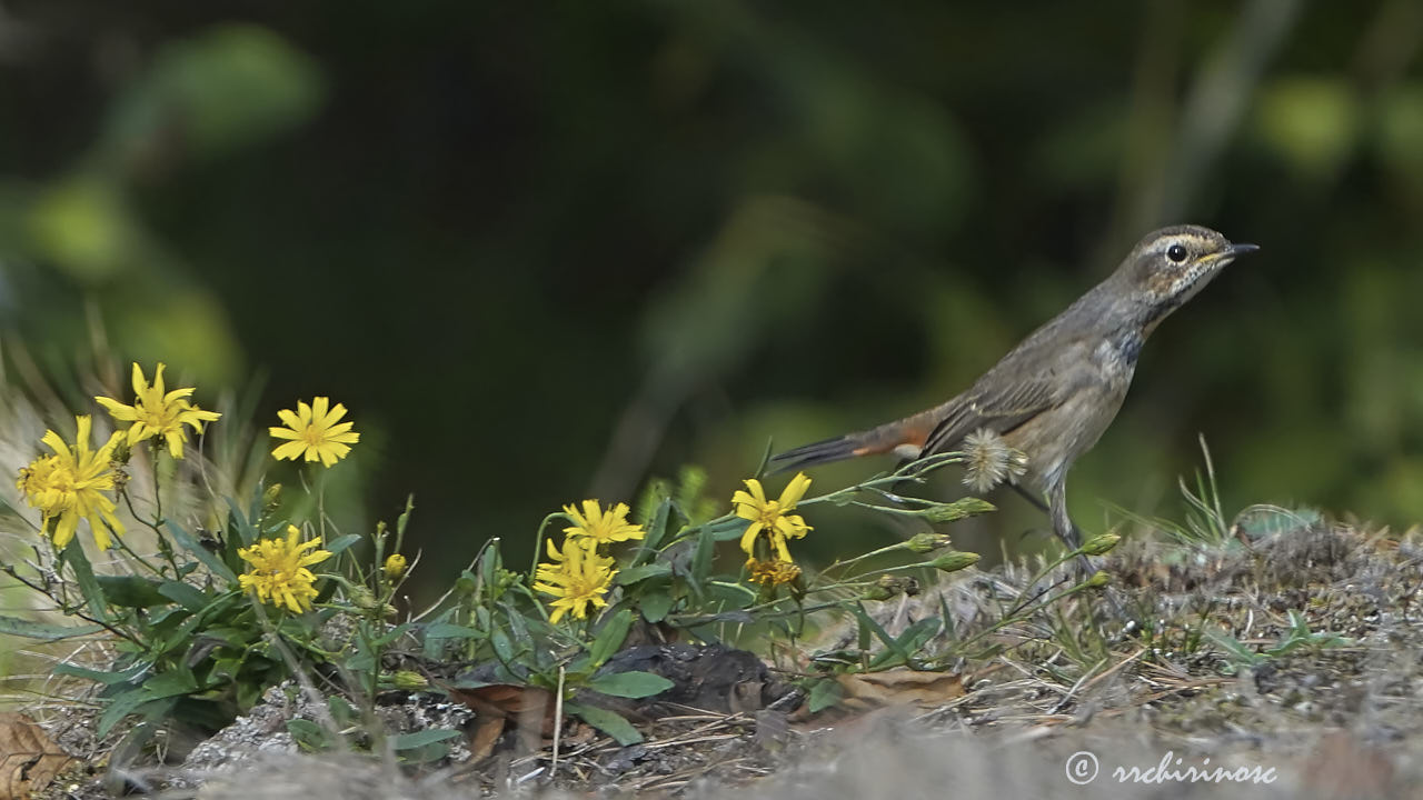 Bluethroat