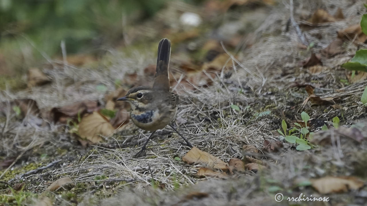 Bluethroat