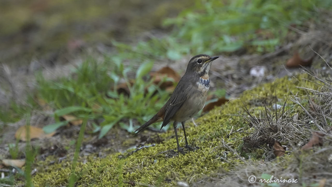 Bluethroat