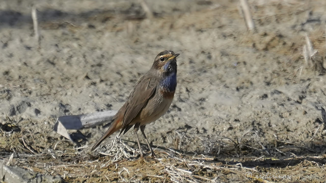 Bluethroat