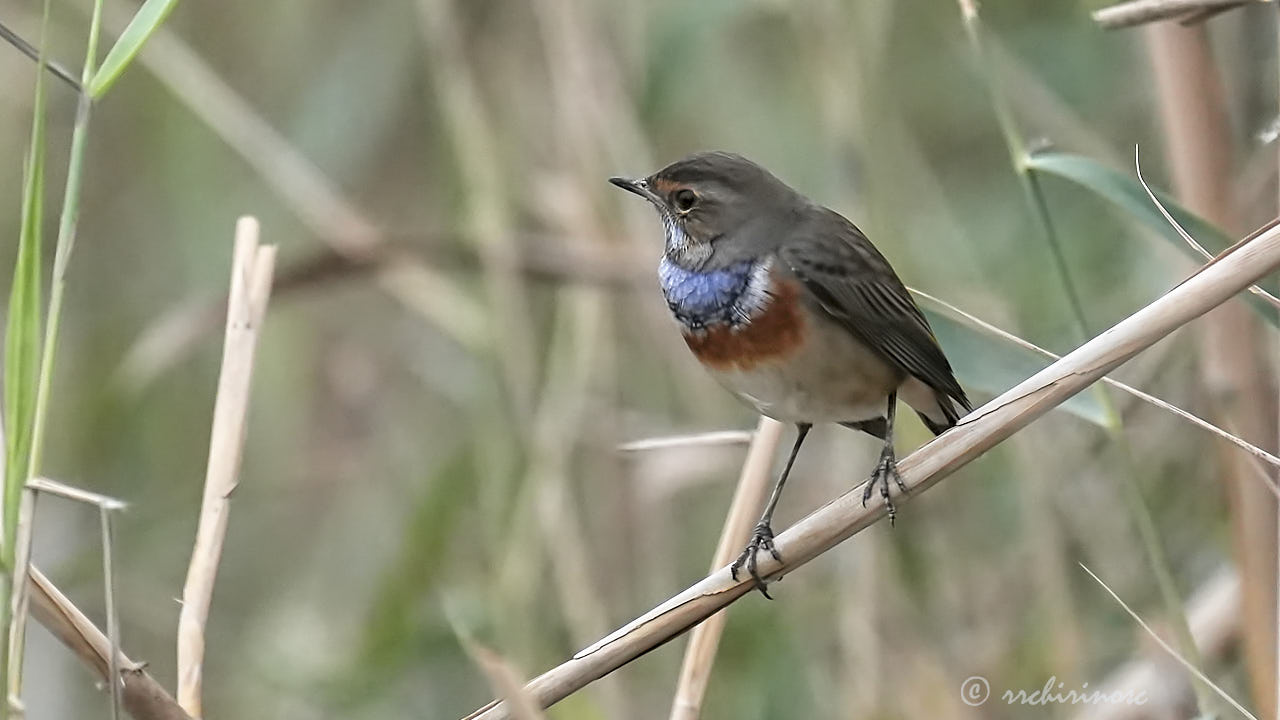 Bluethroat