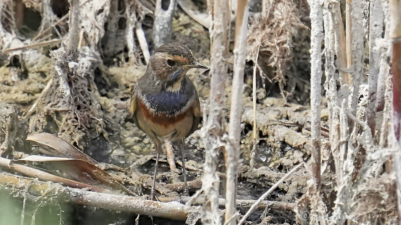 Bluethroat