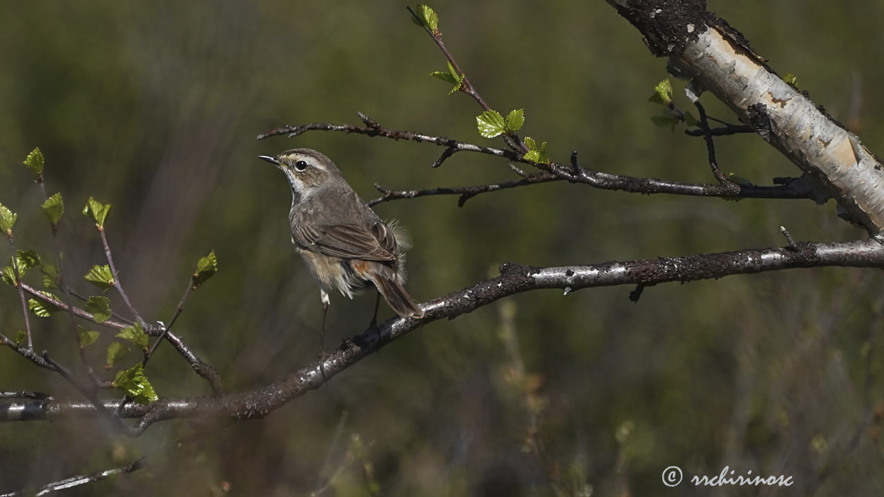 Bluethroat