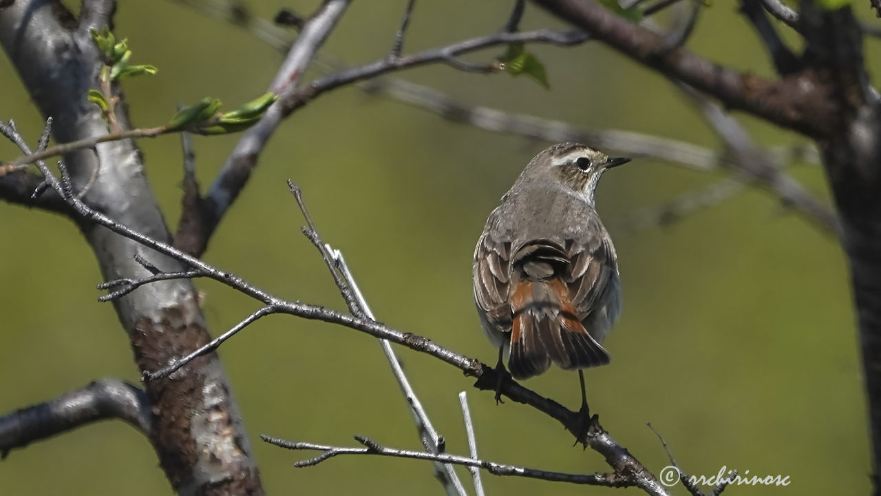 Bluethroat