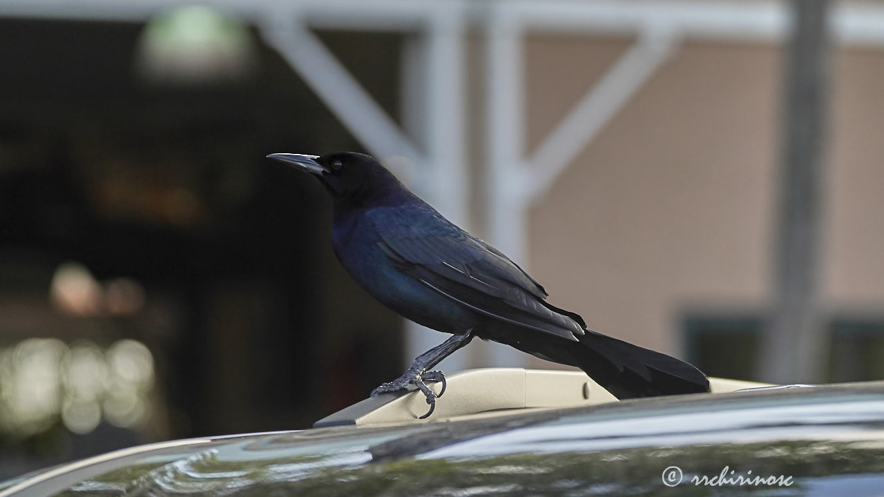 Boat-tailed grackle