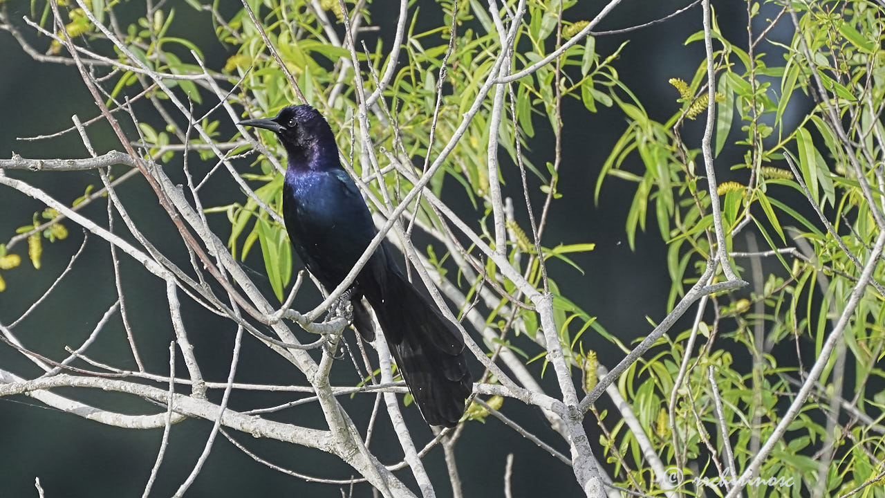 Boat-tailed grackle