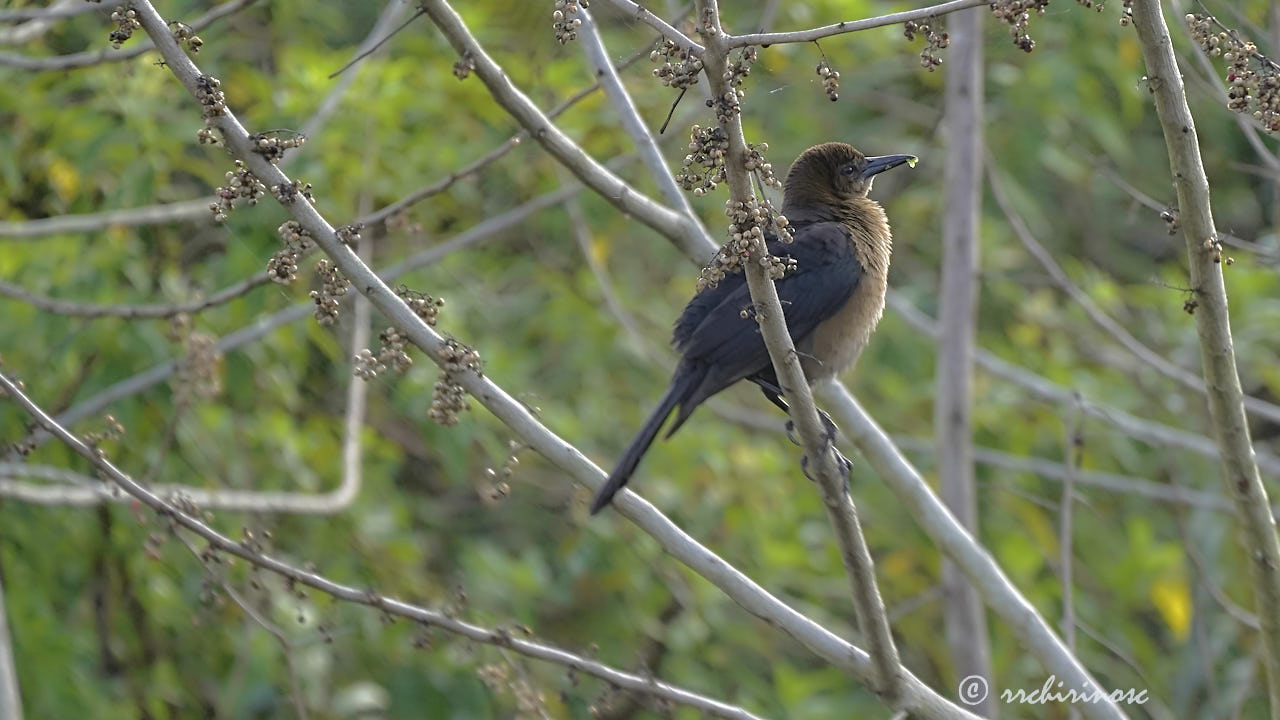 Boat-tailed grackle