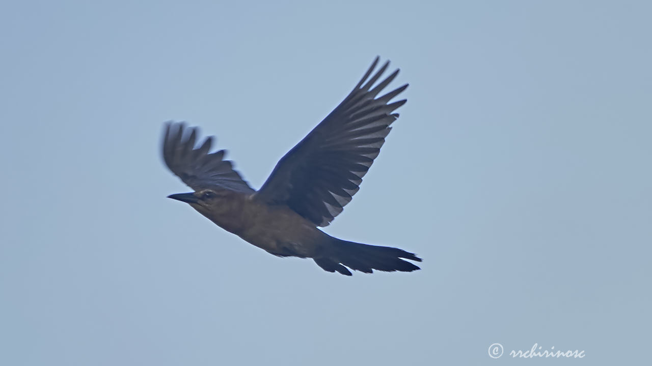 Boat-tailed grackle