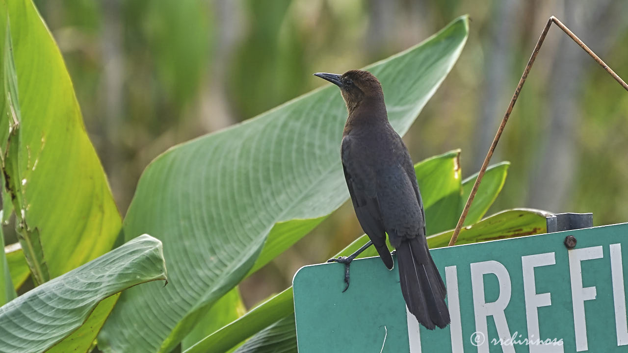 Boat-tailed grackle