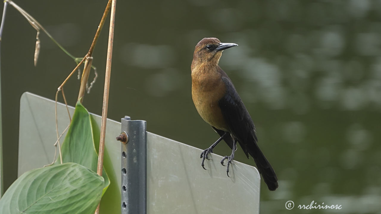 Boat-tailed grackle