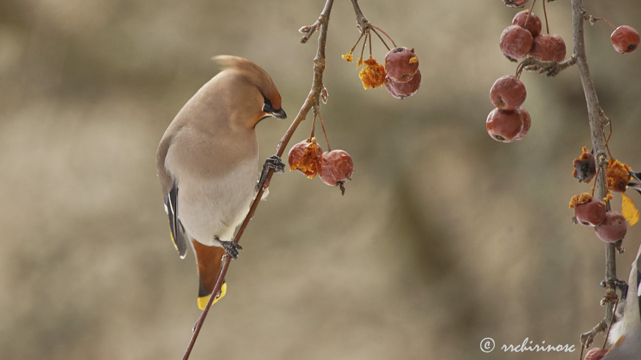 Bohemian waxwing